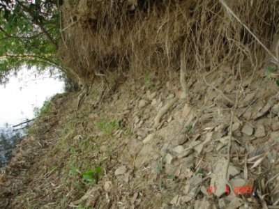 Dưới các bụi tre dọc sông Côn ở xóm Mỹ Kim nước lũ xói lộ dấu tích làng Gốm xưa 